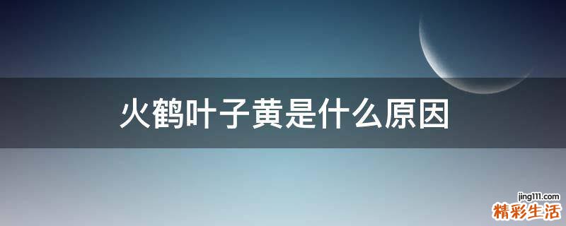 火鹤叶子黄是什么原因