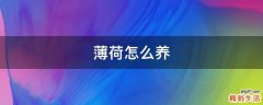 薄荷怎么养