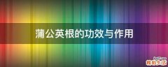 蒲公英根的功效与作用