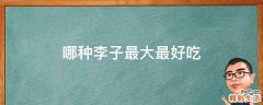 哪种李子最大最好吃