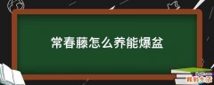 常春藤怎么养能爆盆