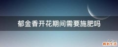 郁金香开花期间需要施肥吗