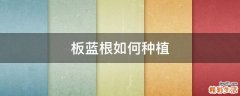 板蓝根如何种植