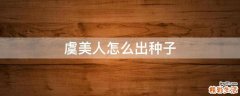 虞美人怎么出种子