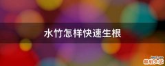 水竹怎样快速生根