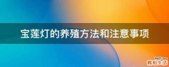 宝莲灯的养殖方法和注意事项