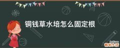 铜钱草水培怎么固定根