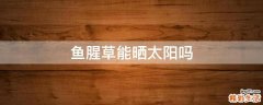 鱼腥草能晒太阳吗