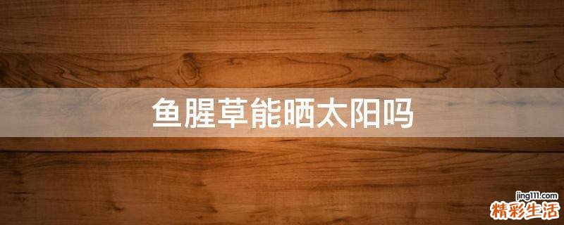 鱼腥草能晒太阳吗