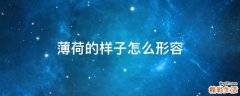 薄荷的样子怎么形容