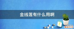 金线莲有什么用啊