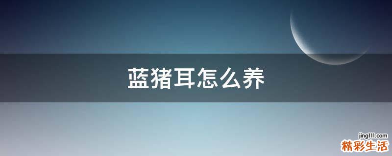 蓝猪耳怎么养