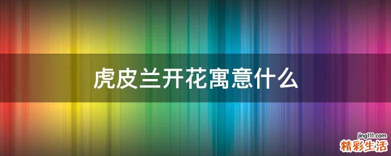 虎皮兰开花寓意什么