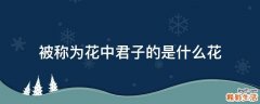 被称为花中君子的是什么花