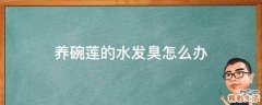 养碗莲的水发臭怎么办