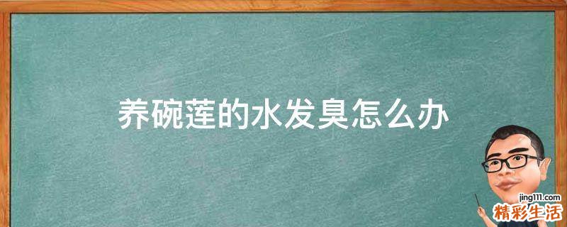 养碗莲的水发臭怎么办