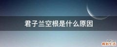 君子兰空根是什么原因