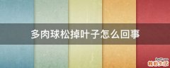 多肉球松掉叶子怎么回事