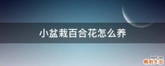 小盆栽百合花怎么养