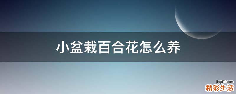 小盆栽百合花怎么养