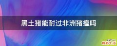 黑土猪能耐过非洲猪瘟吗