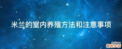 米兰的室内养殖方法和注意事项