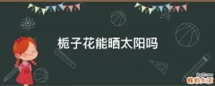 栀子花能晒太阳吗
