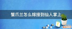 蟹爪兰怎么嫁接到仙人掌上