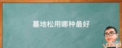 墓地松用哪种最好
