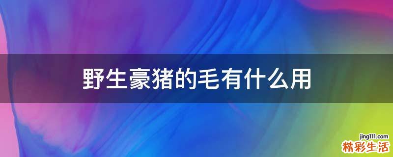 野生豪猪的毛有什么用