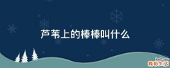 芦苇上的棒棒叫什么