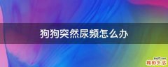狗狗突然尿频怎么办