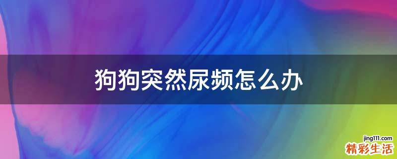 狗狗突然尿频怎么办