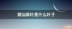 潮汕麻叶是什么叶子