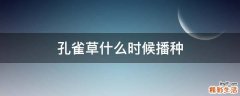 孔雀草什么时候播种