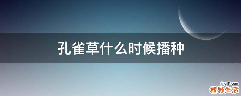 孔雀草什么时候播种