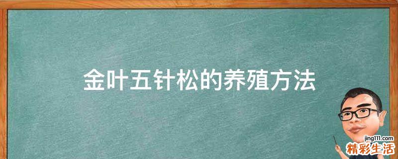 金叶五针松的养殖方法