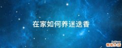 在家如何养迷迭香