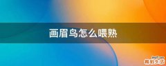 画眉鸟怎么喂熟