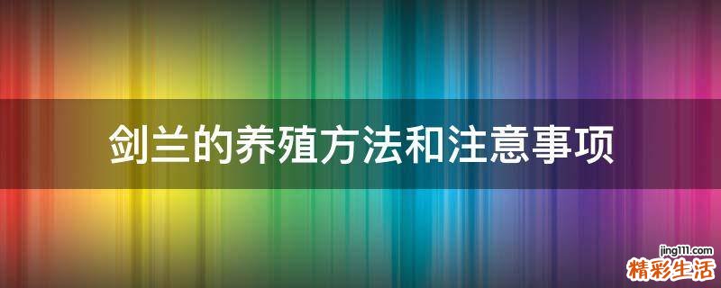 剑兰的养殖方法和注意事项