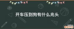 开车压到狗有什么兆头