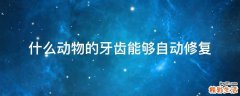 什么动物的牙齿能够自动修复