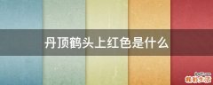 丹顶鹤头上红色是什么