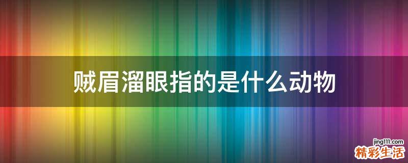 贼眉溜眼指的是什么动物