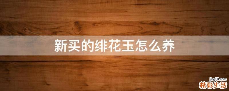 新买的绯花玉怎么养