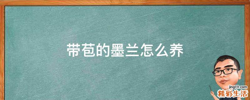 带苞的墨兰怎么养