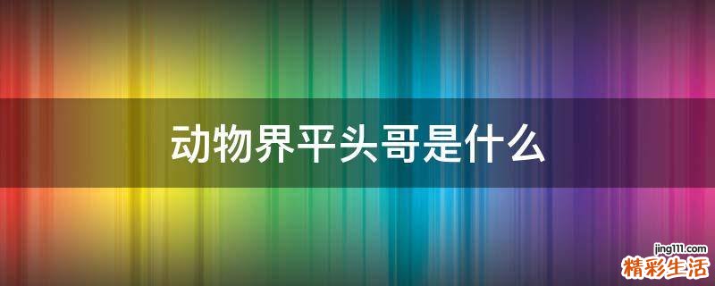动物界平头哥是什么