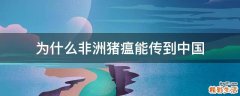 为什么非洲猪瘟能传到中国