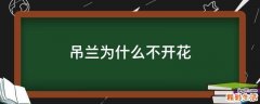 吊兰为什么不开花