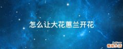 怎么让大花蕙兰开花